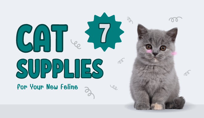 Best 7 Cat Supplies for Your New Feline