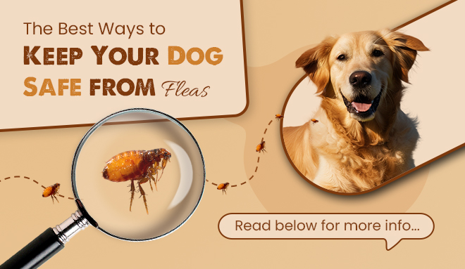 The Best Ways to Keep Your Dog Safe from Fleas