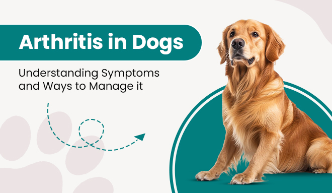 Arthritis in Dogs: Understanding Symptoms and Ways to Manage