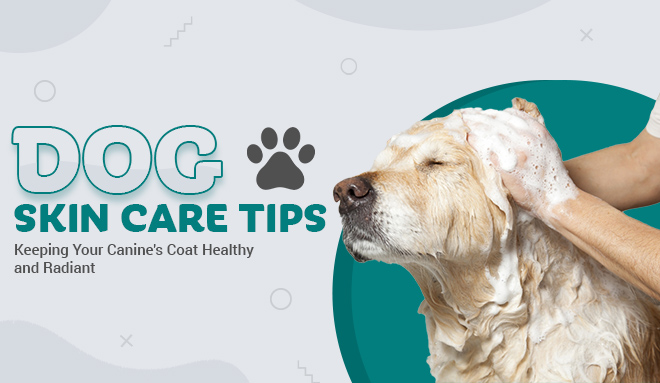 Dog Skin Care Tips: Keeping Your Canine's Coat Healthy and Radiant